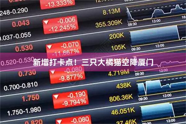 新增打卡点！三只大橘猫空降厦门